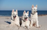 Biały Owczarek Szwajcarski - Alpen Angel